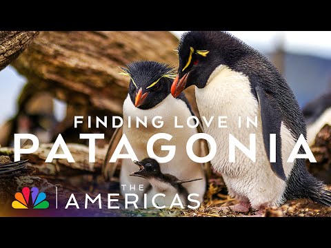If the Penguins from NBC's The Americas Had Their Own Dating Show | The Americas | NBC Cable