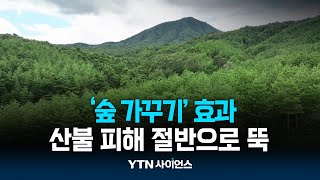 검증된 '숲 가꾸기' 효과...산불 피해 절반으로 '뚝' | 과학뉴스 24.04.01