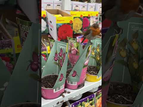 Hardy Ladys Slipper Orchids @pergolanurseries_garden_corner