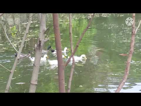 Singer - Vijayalakshmi/ Love for Nature Love each and every moment/Enjoy Life/Be Happy/good health