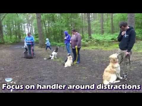 Poppy & Keisha - 4 Week Residential Dog Training at Adolescent Dogs