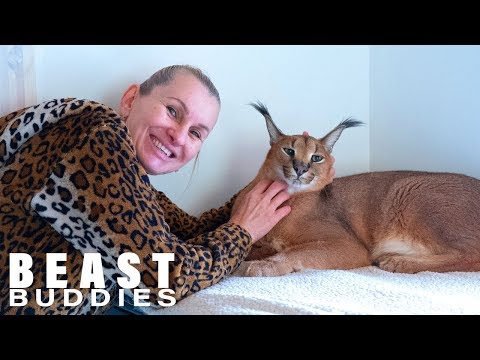 Wild Cat Fanatic Lives With 14 Felines | BEAST BUDDIES