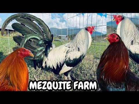 Mascota Jalisco Show Beautiful Birds - MEZQUITE FARM de Pablo Lopez