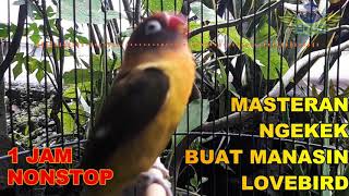 Download lagu Lovebird Sound Singing MP3 1 Hour mp3