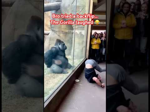 Gorilla Laughs After Man Fails His Backflip At The Zoo #subscribe #shorts