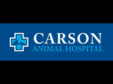 Meet Carson Animal Hospital's Newest Vet, Dr. Becky