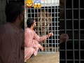 The World Danger Lion Attack Me Angrytiger Wildcats Bigcats Funny Animallife Thebigcats