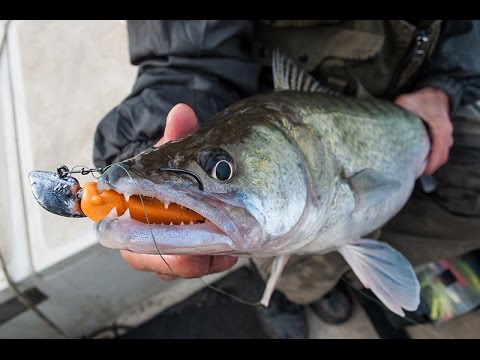 9 januar,smuđ 4,5kg,za Spin&Fly 3