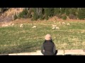 Do sheep only obey their Master's voice?