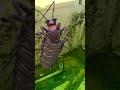La cucaracha La cucaracha