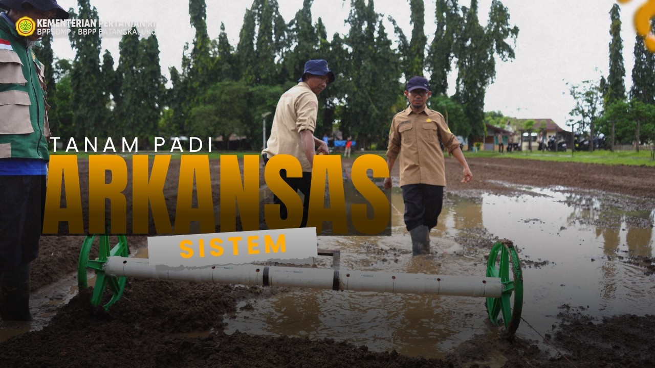 Inovasi Tanam Padi Sistem Arkansas di BBPP Batangkaluku : Lebih Efisien, Hasil Maksimal