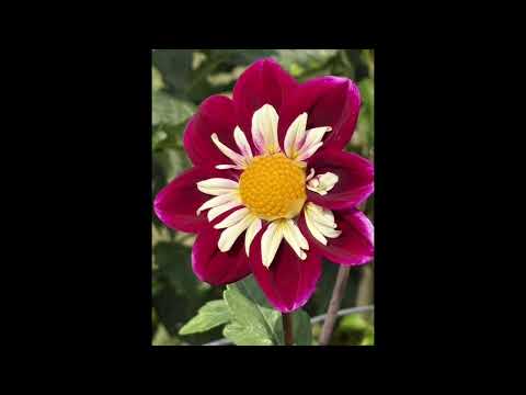 Bethany United Church Sunday Service 14 September 2025