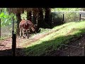 Okapi オカピー San Diego Zoo