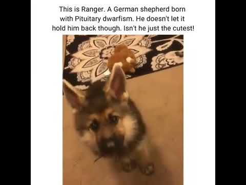 This will surely melt your heart German shepherd born with pituitary dwarfism