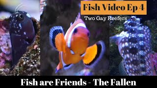 Fish are Friends - The Fallen