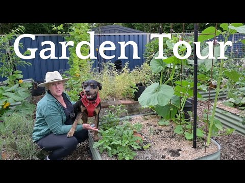 Aussie Urban Homestead Summer Garden Tour