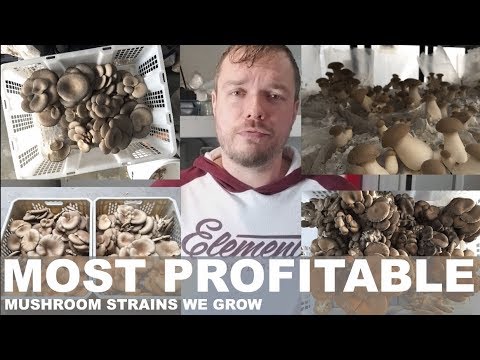, title : 'These Are My Most Profitable Mushroom Mycelium Strains That We Grow. Advice And Tips For Beginners