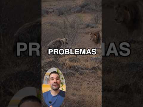 AÚN PEOR DE LOS QUE PENSABA… I #león #guerra #lion #war
