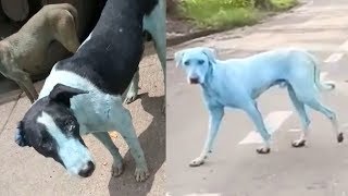 Dogs in India are turning blue after swimming in a polluted river