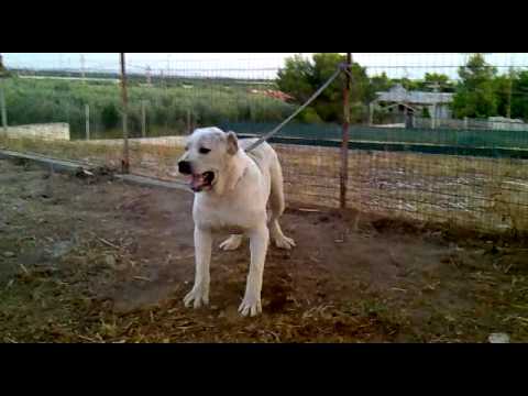 Altyn iz Usadby Frolkinyh test 