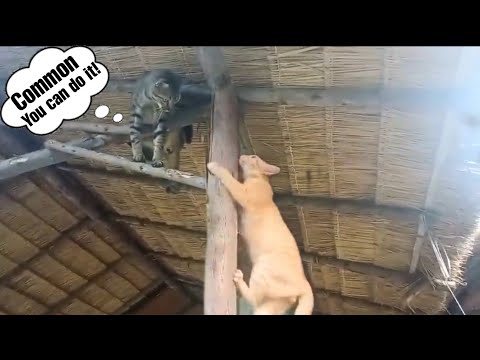 Adorable Kitten Tali mentors his “little brother,” Jordy, on climbing | Cat Climbing