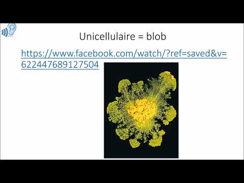 Unité et diversité des êtres vivants -cours 6ème-