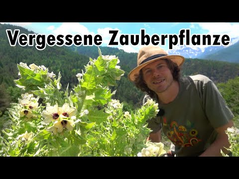 Das Schwarze Bilsenkraut - Eine Psychoaktive Hexenpflanze