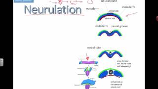 Neurulation (IB Biology)
