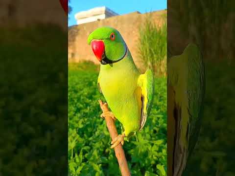 Metto beautiful sounds first time #parrot #talkingparot #funny
