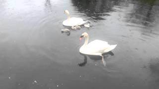 Swans Speak