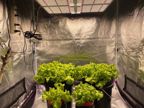 DWC Hydroponic VS Kratky Non-Circulating Hydroponic - Which Grows Lettuce Faster?