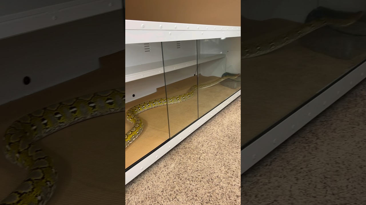 Momma Mila FINALLY gets to move into the Heartland 8’ enclosure! 💛 #animals #snake #reptile #love