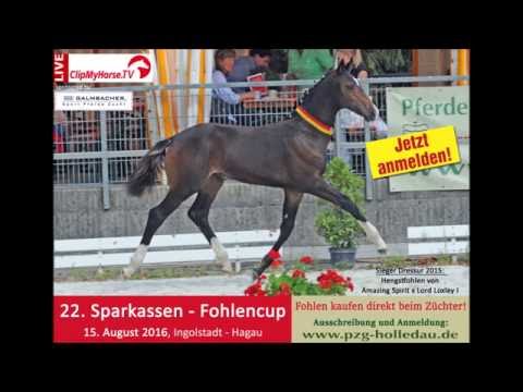 Sparkassen - Fohlencup 2016 der PZG Holledau