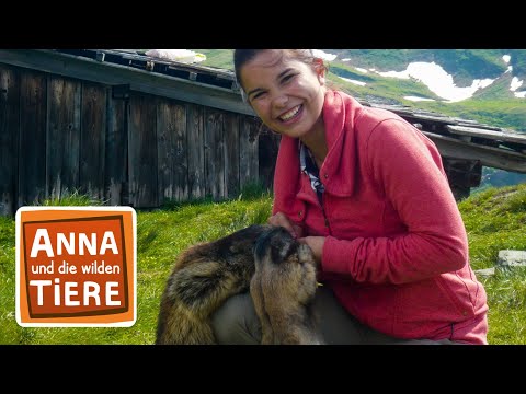 Wo pfeift das Murmeltier? | Reportage für Kinder | Anna und die wilden Tiere