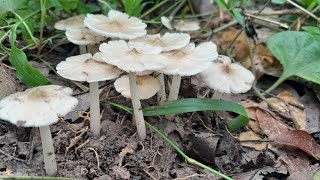 เห็ดปลวกโผล่แล้ว! ล่าเห็ดโคนหายากกลางป่าอีสาน Termite Mushrooms Foraging  Rare Wild Edible Mushrooms