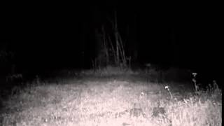 Bobcat spotted in Bayou L'Ourse