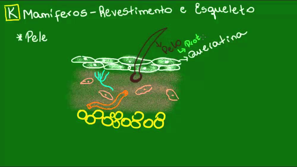 Revestimento corporal e esqueleto dos Mamíferos - Diversidade dos Seres Vivos - Biologia