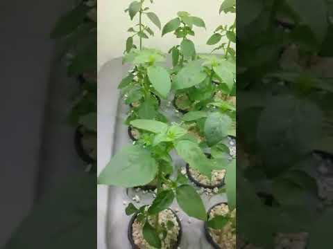 download lagu mp3 mp4 Spicy Globe Basil Pesto Recipe, download lagu Spicy Globe Basil Pesto Recipe gratis, unduh video klip Spicy Globe Basil Pesto Recipe