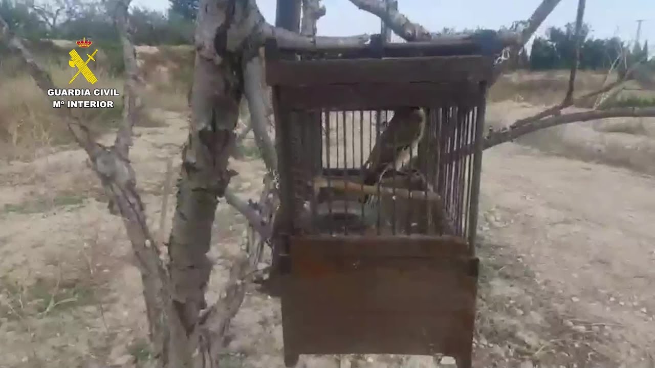 La Guardia Civil investiga a un hombre por capturar de forma ilegal aves