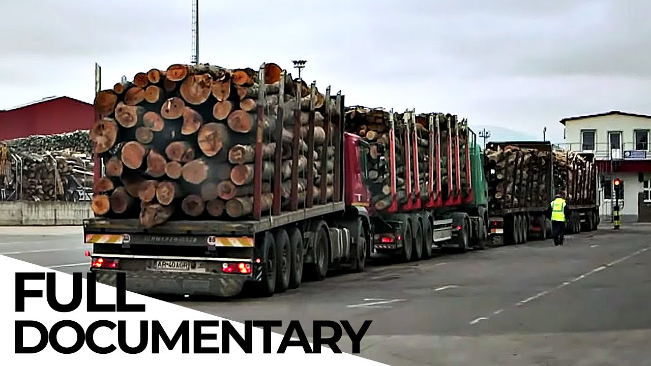 The Real Cost of Cheap Wood | Wood Industry