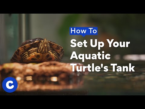 How To Set Up Your Turtle’s Tank  | Chewtorials