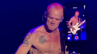 Red Hot Chili Peppers - I Wanna Be Your Dog (Stooges cover) - Malibu Love Sesh