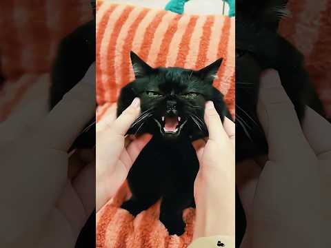 ¡Por qué nunca deberías sacar a pasear a un gato negro!#funnyshorts #pets #cute #love