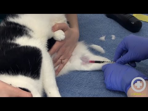 How to Draw Blood From the Medial Saphenous Vein of a Cat
