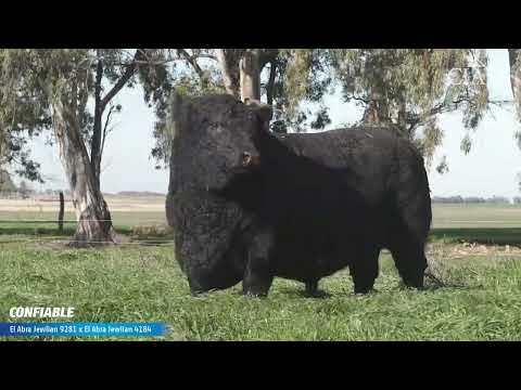 CONFIABLE | Angus Negro 🔥 CIALE Alta