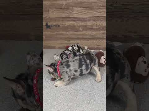 Video 7