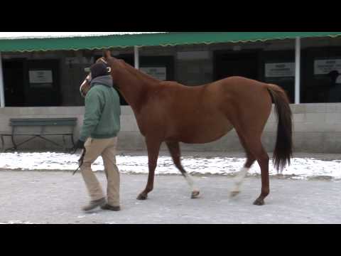 Keeneland January 2011: Hip. 453