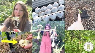 7 WEIRD Garden Practices That 10X My Production