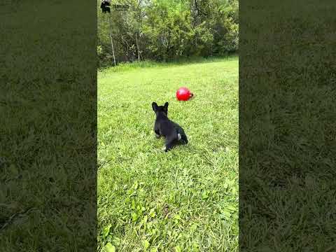 Video 2