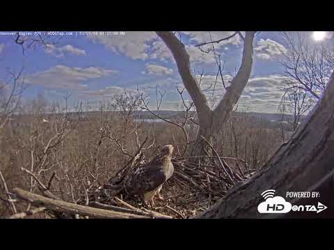 2018 - A Red-tailed Hawk Visits the Hanover Eagle Nest!